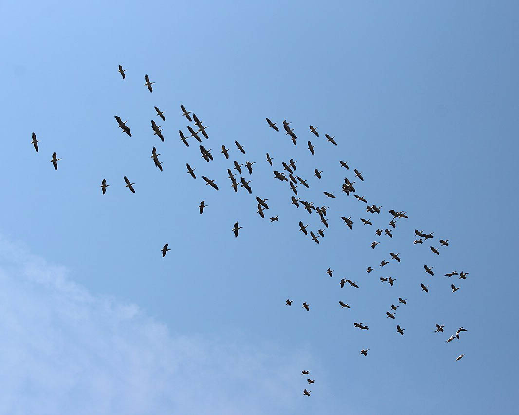 flock of birds in flight