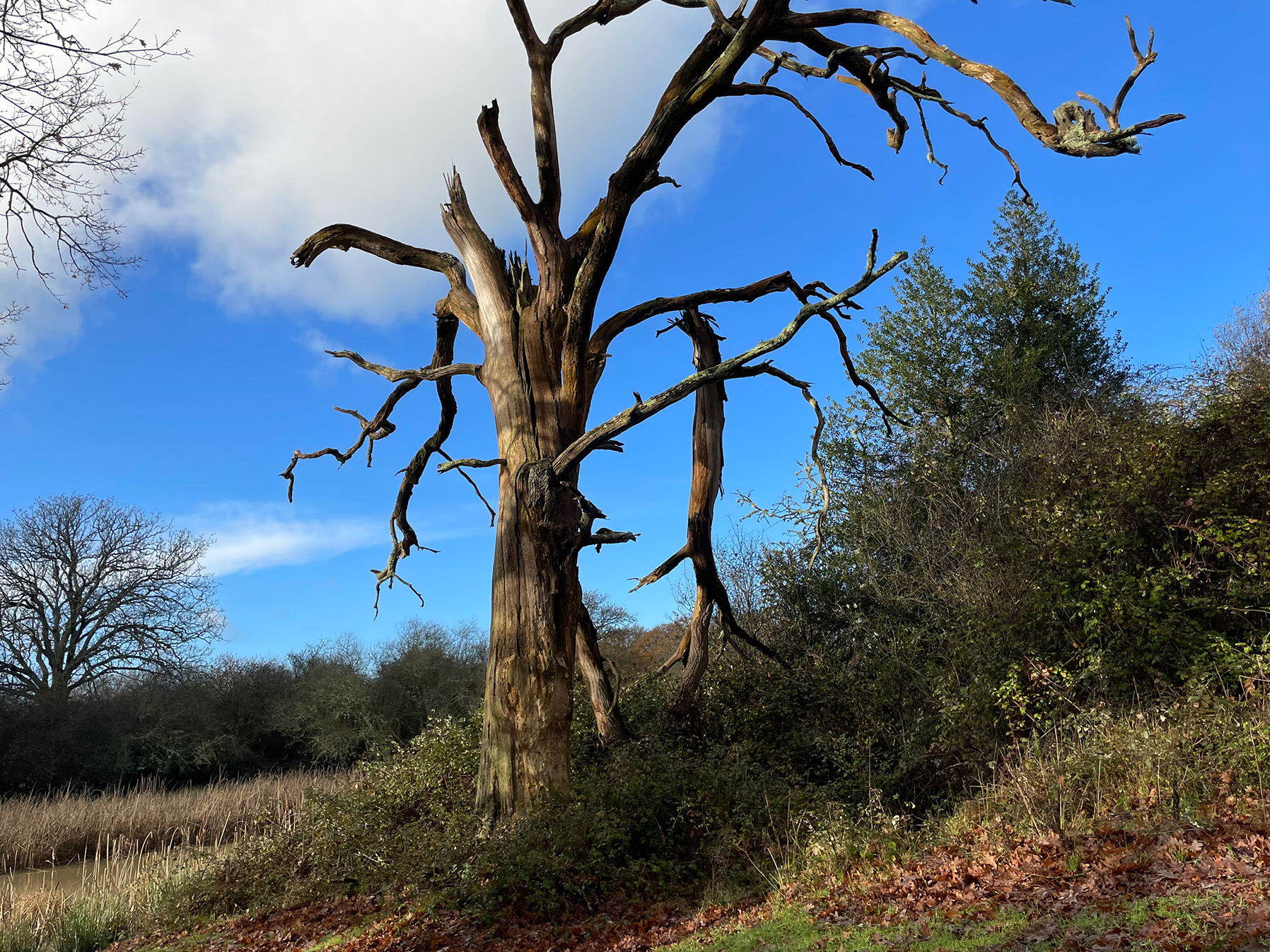 Descriptive alt text